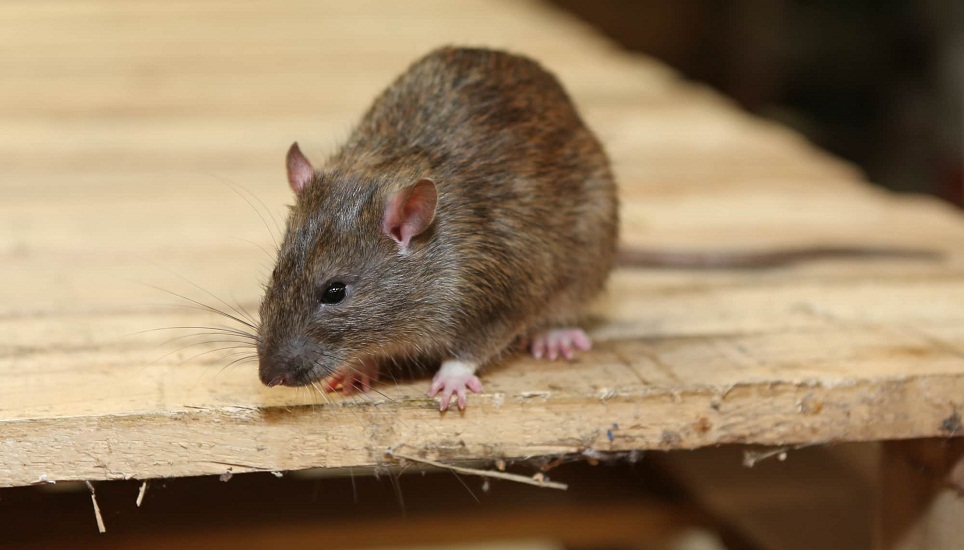 Mouse And Rat Glue Used For Catch Rat | 80 रुपये में इस तरह घर से भगाएं चूहे,  मारने कर भी जरूरत नहीं | Patrika News