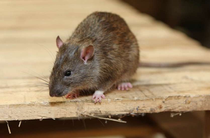 rat 80 रुपये में इस तरह घर से भगाएं चूहे, मारने कर भी जरूरत नहीं
