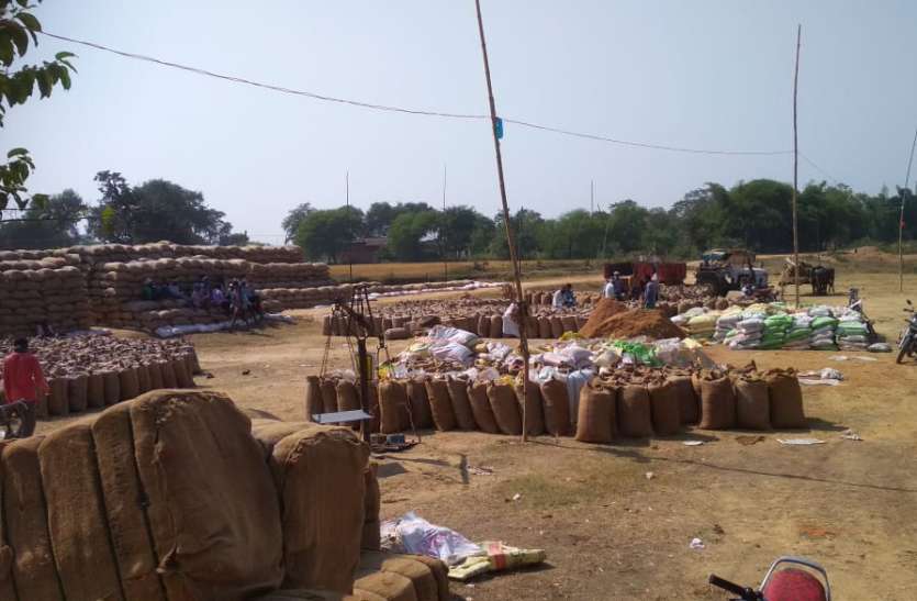 Mungeli खुले आसमान के नीचे रखा करोड़ों का धान भीगने से खराब होने की नौबत