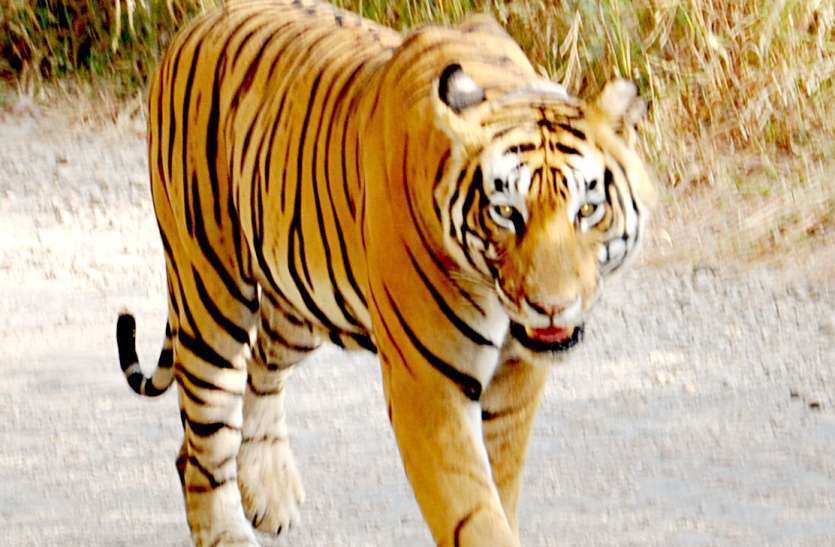 Mystery Of Tigress ST-5 Hunting Yet Not Solve सरिस्का : बाघिन एसटी-5 के शिकार का रहस्य अभी तक नहीं खुल पाया, अवशेष भी नहीं हो सके बरामद