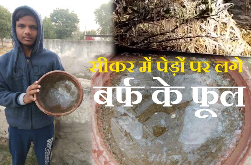 sikar barf ke phool