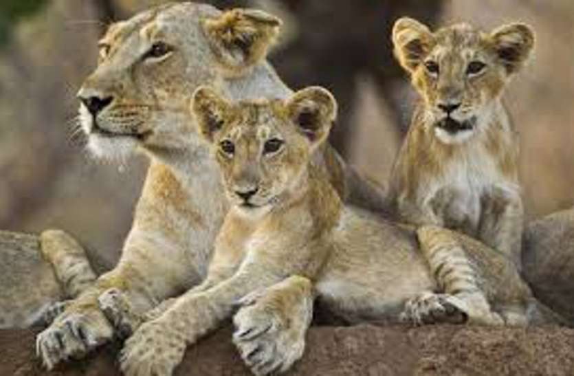 Cub found, Gir forests एक और शावक का शव मिला, मौत का कारण लीवर संक्रमण