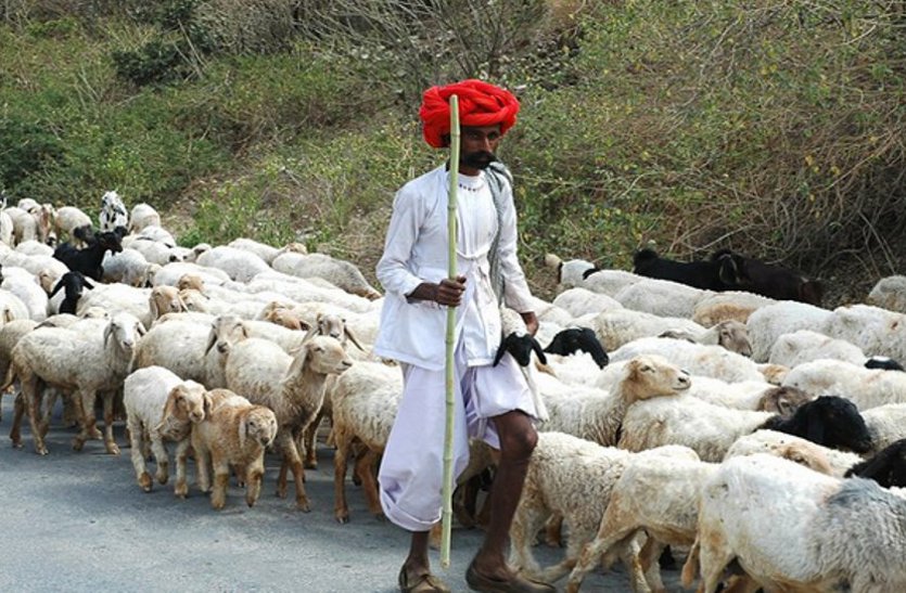 SSP set inquiry on handing over wife instead of 71 sheep to lover पति ने भेड़ों के बदले प्रेमी को सौंप दी पत्नी, ससुर ने वापस मांगी अपनी भेड़ तो एसएसपी का आया बयान