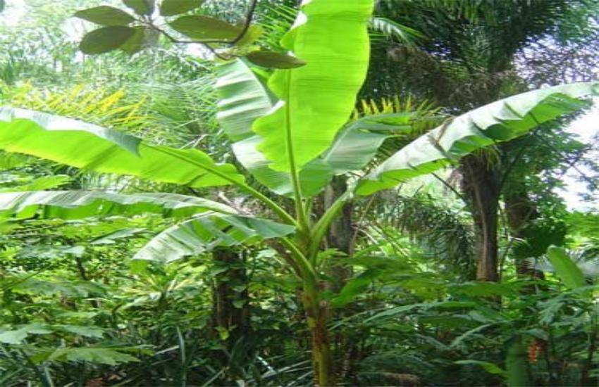 परेशानियों का अंत करती है केले के पेड़ की पूजा, शास्त्रों में भी बताई गई है  लाभकारी | doing worship of banana tree is beneficial according to shastra |  Patrika News