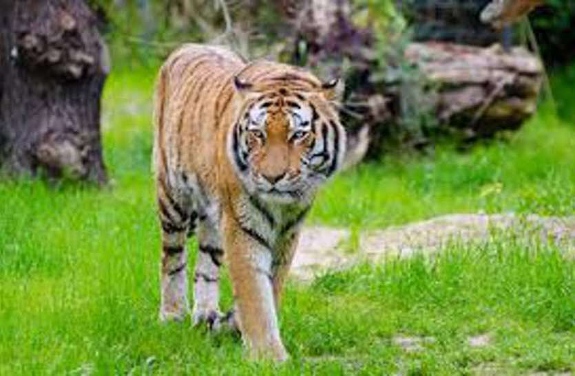 pench park पेंच नेशनल पार्क नए साल में हाउस फुल