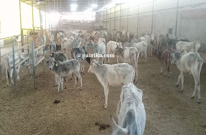 sawaimadhopur बिना कम्प्यूटर व इंटरनेट के नहीं मिल सकेगी गोशाला को राशि