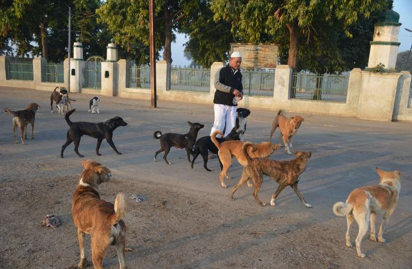 सूर्य उदय होते ही बाल्टी, थैला लेकर निकलता है तो पीछे लग जाते हैं मूक प्राणी समझ जाते हैं कि सुबह का नाश्ता लेकर आ रहा है उनका मददगार Interesting : सूर्य उदय होते ही बाल्टी, थैला लेकर निकलता है तो पीछे लग जाते हैं मूक प्राणी