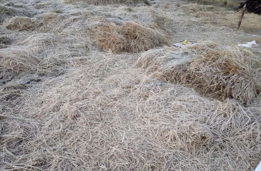 Anandara's barrier made cold, loss of paddy crop अन्नदाता की बैरी बनी ठंड, दलहन की फसल को हुआ नुकसान