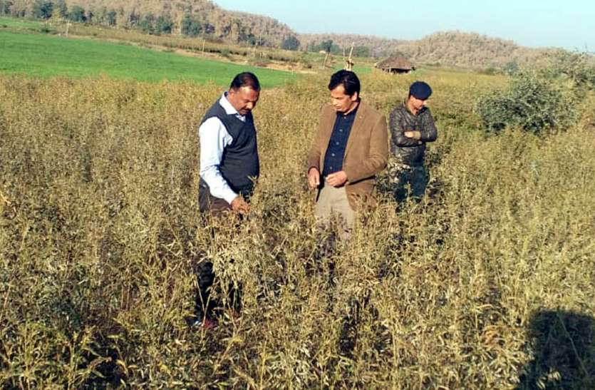 The collector takes care of the worsening crops लगातार बढ़ रही ठंड और पाला के बीच जिले में अब फसलों पर असर