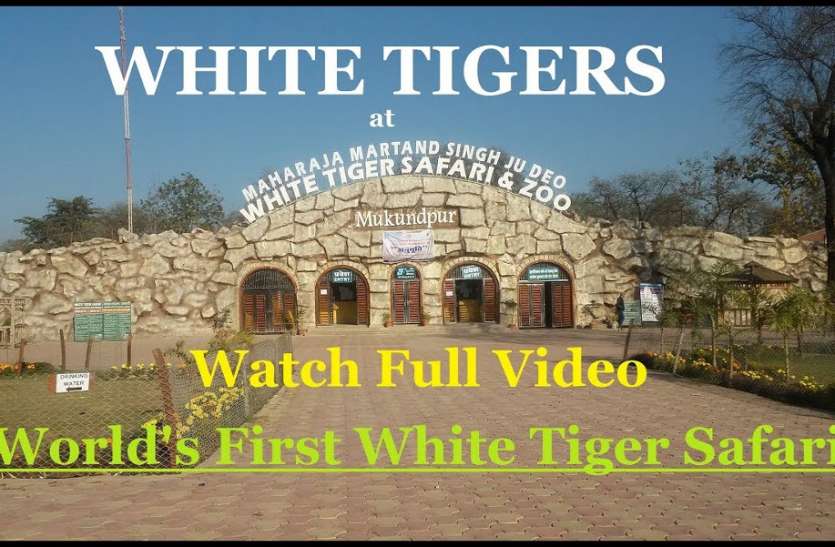Maharaja Martand Singh ju dev white Tiger Safari Mukundpur satna मुकुंदपुर चिड़ियाघर में 3 घंटे तक ही समय गुजार पाएंगे पर्यटक, नए साल पर समय की पाबंदी