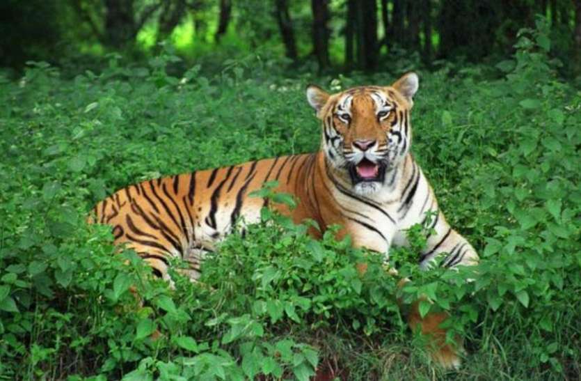 ओडिशा: WSO का दावा, 12 वर्षों में सिमिलिपाल टाइगर रिजर्व से 75 बाघ गायब ओडिशा: WSO का दावा, 12 वर्षों में सिमिलिपाल टाइगर रिजर्व से 75 बाघ गायब