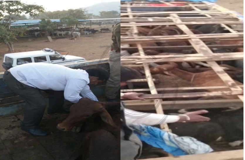 Caught a truck full of cattle in bhilwara गोवंश से भरा ट्रक पकड़ा, 52 गोवंश को मुक्त कराया, ट्रक छोड़ भागे तस्कर