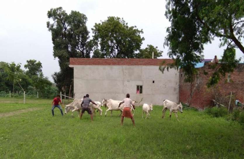 cows गाय के नाम पर जारी राजनीति से किसानोंं की बढ़ी ऐसी परेशानी कि योगी सरकार से कर दी यह बड़ी मांग