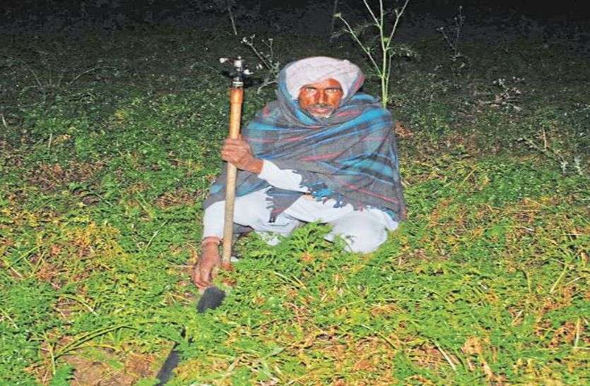 Cold wind Danger of crop सर्द हवाओं से बढ़ा पाले का खतरा, जम गई ओंस की बूंदें
