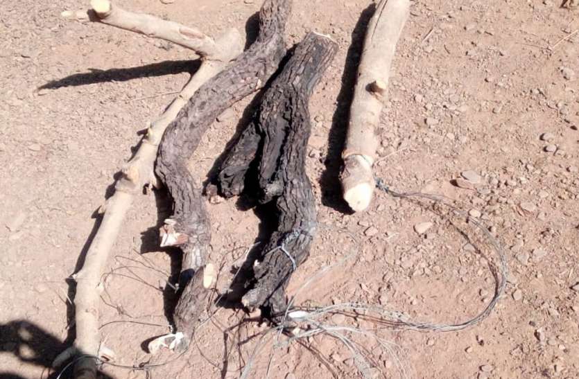 Hunter शिकार के लिए घात लगाए बैठा था शिकारी, वन विभाग की गिरफ्त में आया