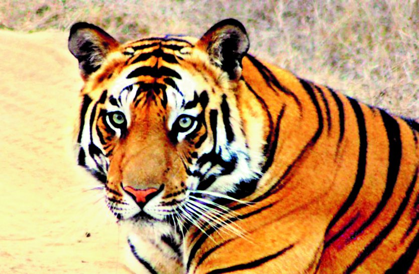Tiger Reserve region of MP मध्यप्रदेश के टाइगर रिजर्व क्षेत्र में ज्यादा नहीं जा सकेंगे पर्यटक