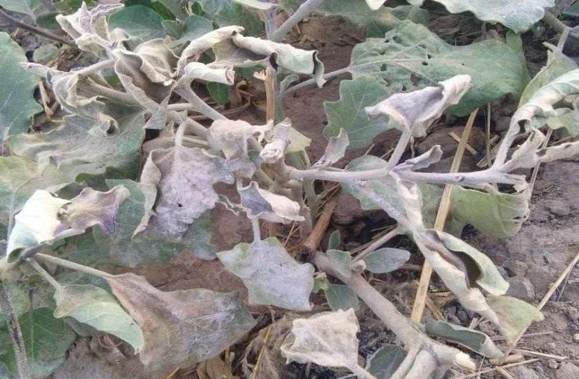 1 पाला से फसलें चौपट, विधायकों ने किया निरीक्षण