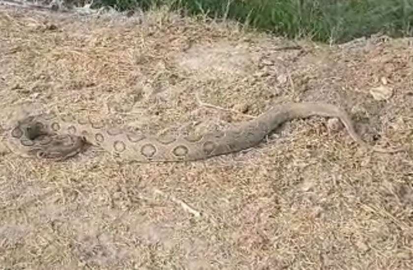 Huge Python