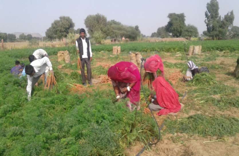 farmers of jodhpur गाजर के भाव औंधे मुंह गिरने से किसानों को रूलाया, खेत खाली करना हो रही है मजबूरी
