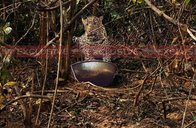 Leopard तेंदुए की दहशत से लोगों ने छोड़ा गांव, आदमखोर को पकड़ने दुधवा टाइगर रिजर्व से पहुंची टीम
