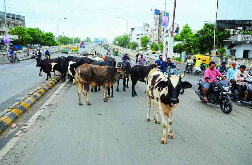 Cow on road Ahmedabad गाय के सींग मारने से जख्मी वृद्धा की मौत
