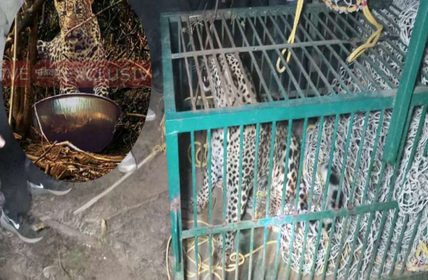 Leopard caught आठ घंटे की मशक्कत के बाद पकड़ा गया तेंदुआ, लोगों ने ली राहत की सांस