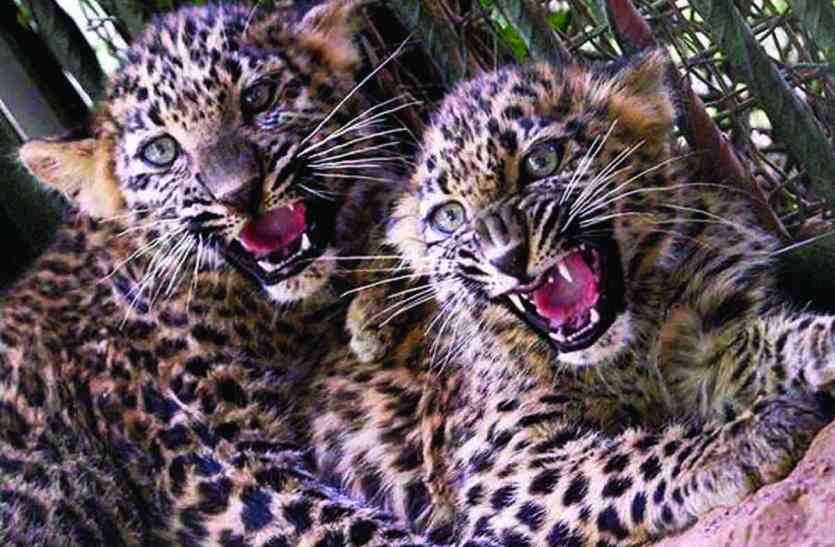 panther एफसीआई के गोदाम में फंसे दो पैंथर, बंद किया गोदाम और....