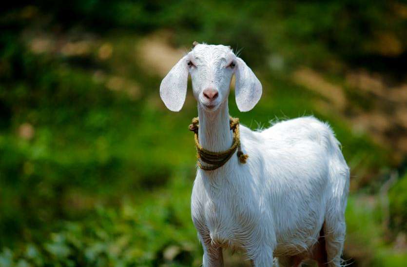 Goat बकरी का रेप करते हुए पकड़ा गया शख्स, कहा- परमिशन ली थी