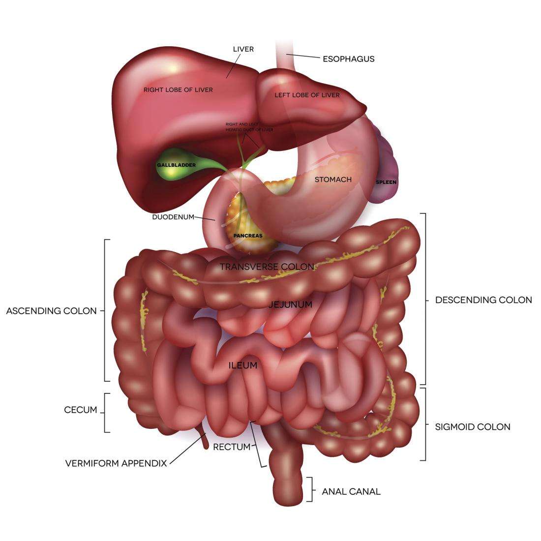 Digestive system