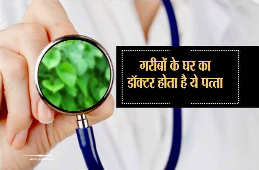 giloy plant गरीबों के घर का डॉक्टर होता है ये पत्ता, इसमें छुपा है 10 गंभीर बीमारियों का इलाज