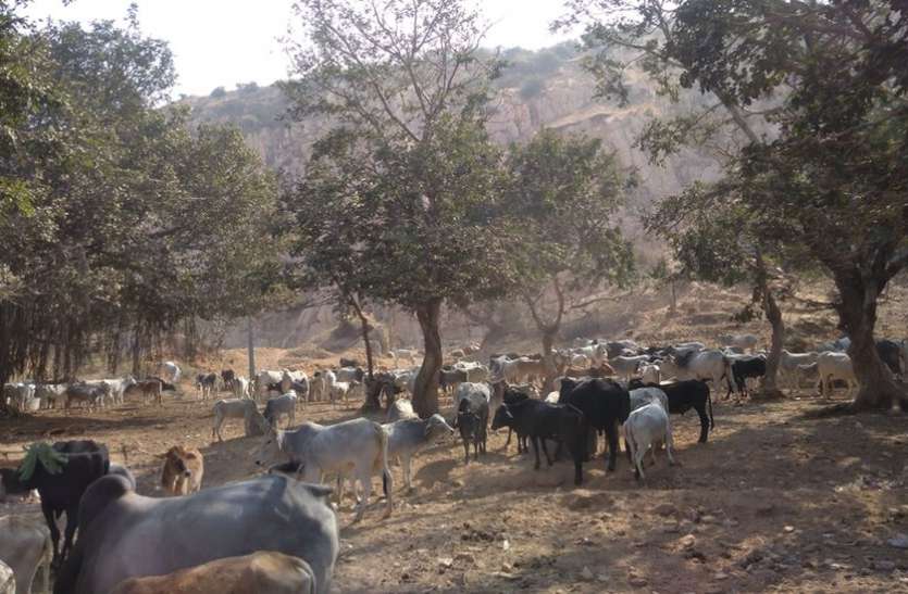 Runaway cows found Sahara भटकती गायों को मिला सहारा!