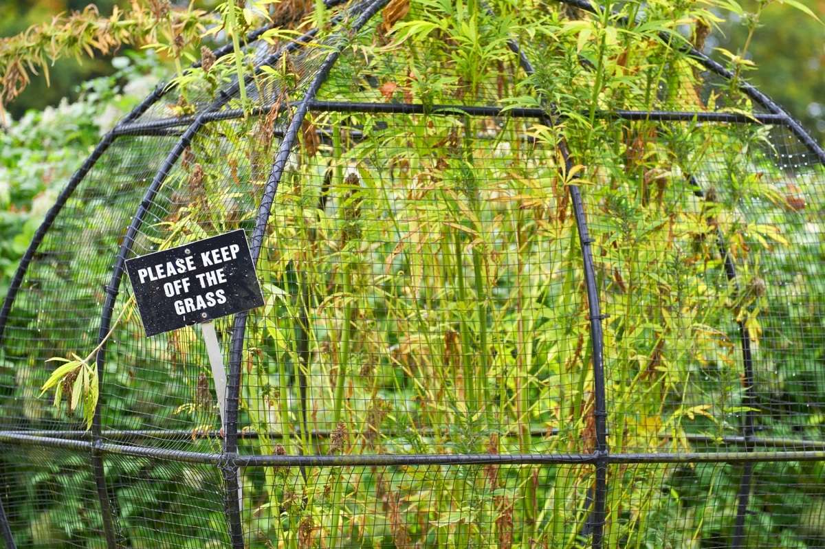 Alnwick Poison Garden in England
