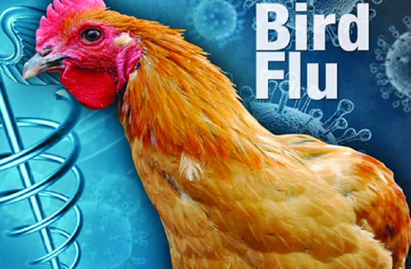 Bird Flu Alert In Chhattisgarh - डेंगू से 52 मौत के बाद छत्तीसगढ़ में बर्ड फ्लू के अलर्ट ने उड़ाई प्रशासन की नींद | Patrika News