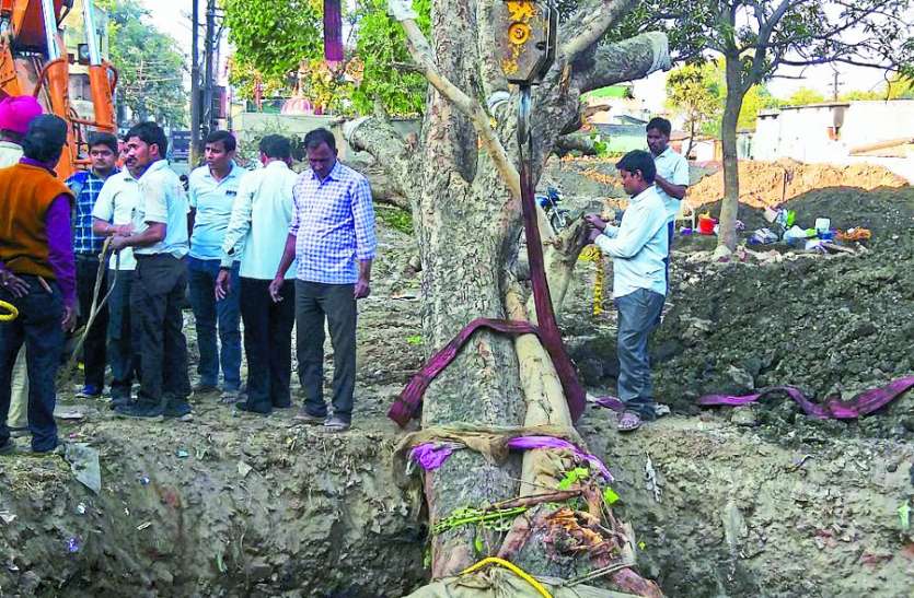 kalpatru ये है 90 साल पुराना, 55 फुट ऊंचा पीपल का पेड़, जिसे दो क्रेनों से 20 फूट किया री-प्लांट