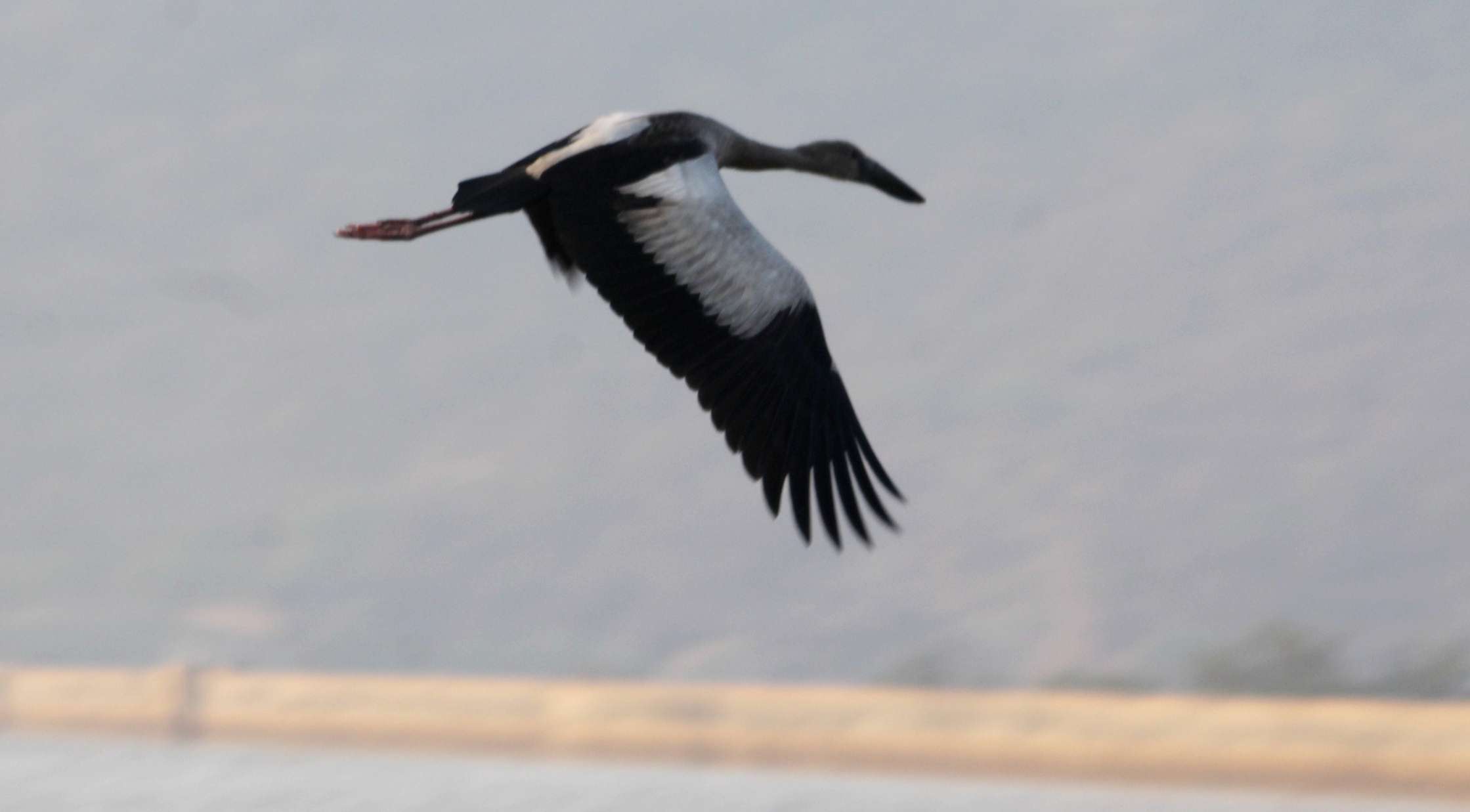 Siberian Birds In Gwalior - ग्वालियर के प्रवास पर विदेशी पक्षी