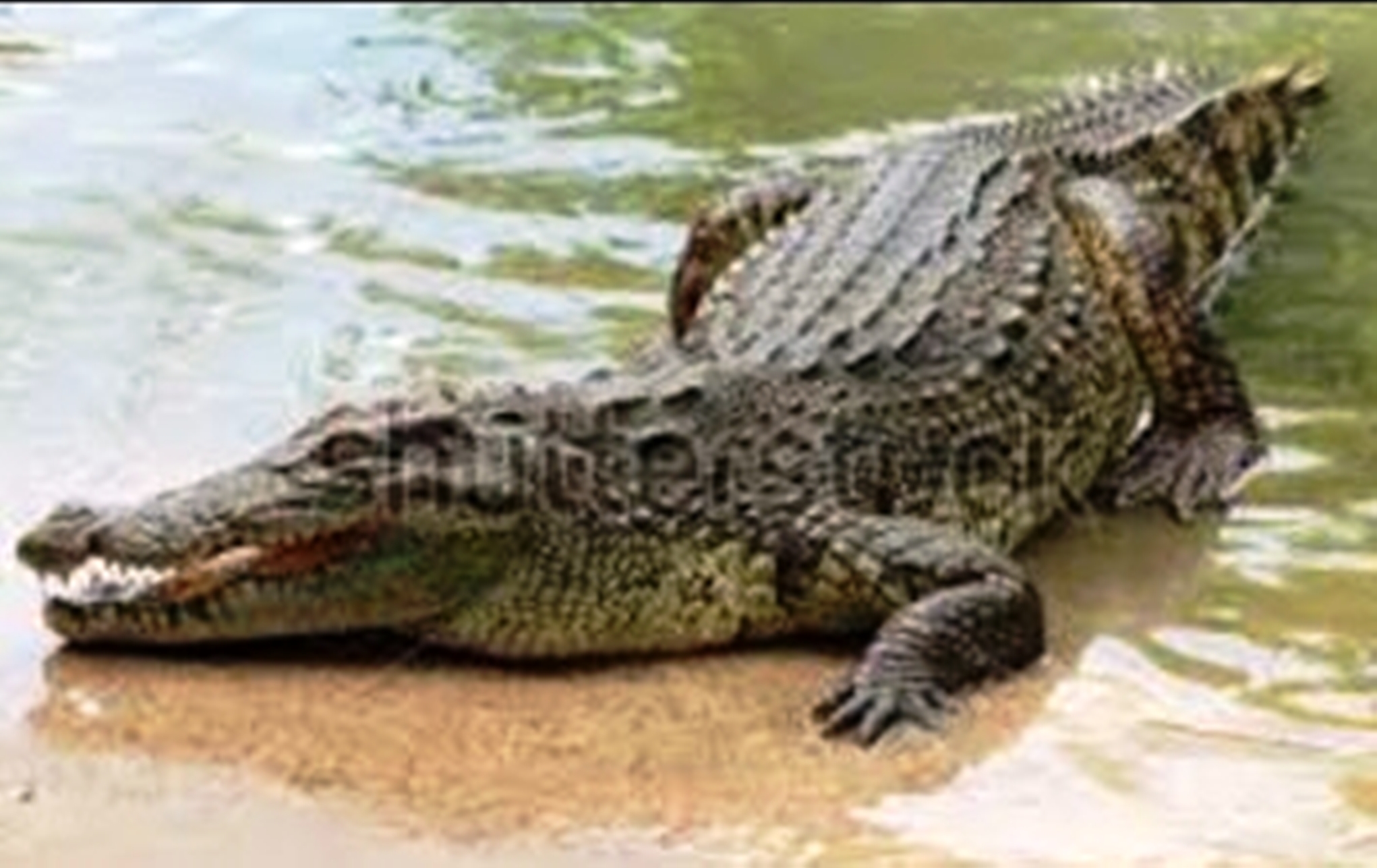 fishes save the life of crocodile in zoo lake in kanpur hindi news यहां मगरमच्छों की सुरक्षा करती हैं मछलियां