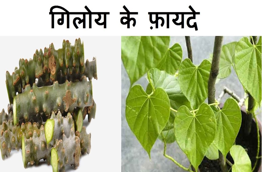 giloy plant