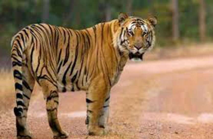 Tiger Safari to begin in Belgavi Zoo बेलगावी चिडिय़ाघर में शुरू होगी बाघ सफारी