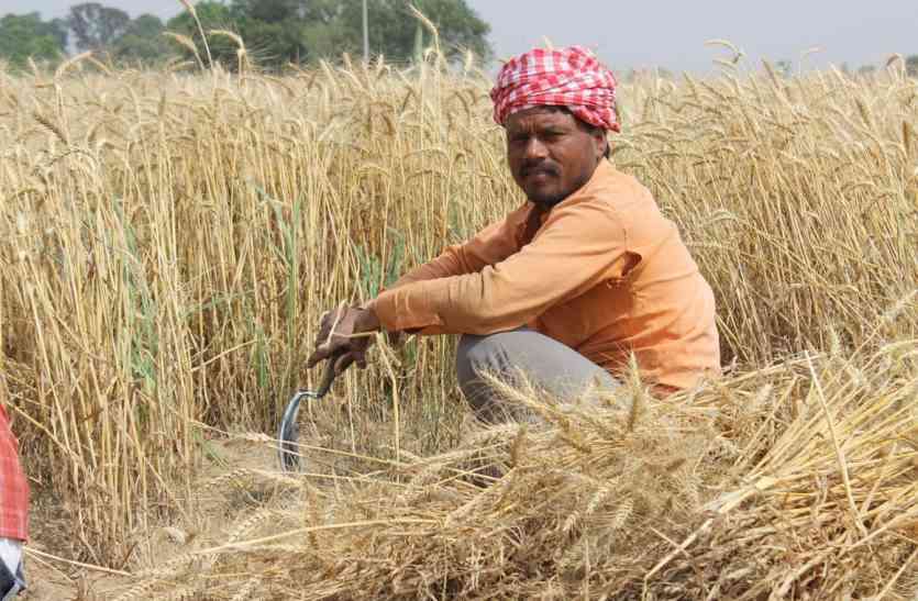 rajasthan farmer राहत की खबर : 19 लाख किसानों को मिलेगा मुआवाजा, इसी माह से शुरू होगा वितरण