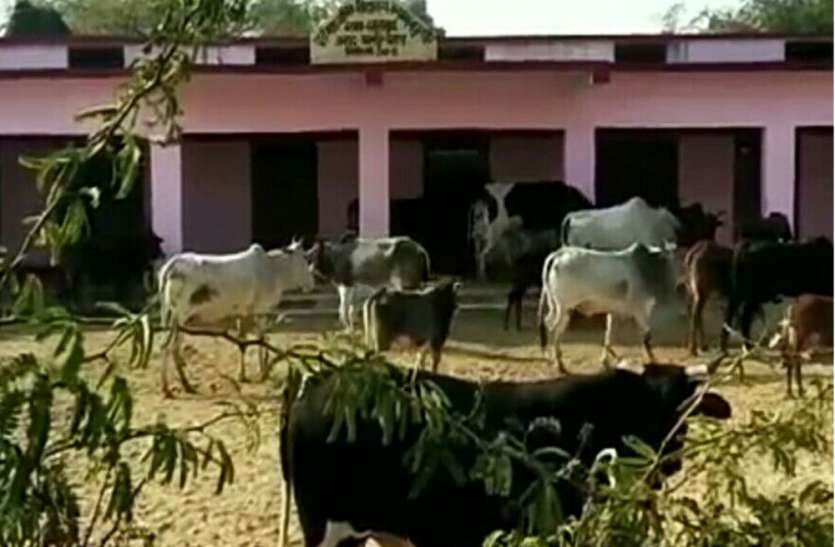 Yogi Adityanath सीएम योगी की दी मियाद हुई खत्म, यूपी में छुट्टा जानवरों की समस्या जस की तस, कानपुर में लगी धारा 144