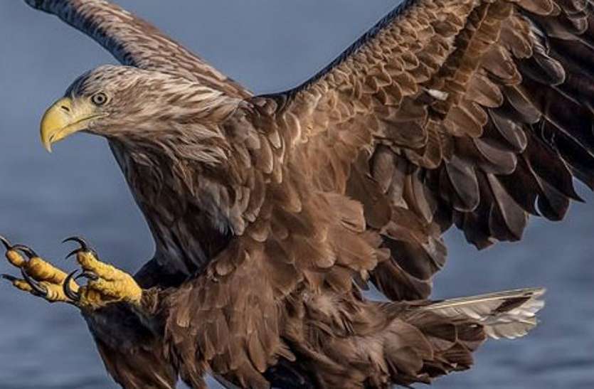 eagle National Eagle Save Day: डाइक्लोफेनेक सोडियम नामक कीटनाशक दवाओं से घट रही बाज की संख्या