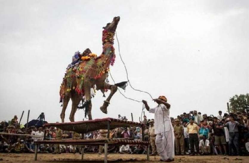 International camel festival 2019 in bikaner हेरिटेज वॉक में पर्यटक बनाएंगे देशी व्यंजन, सैलानियों संग चलेंगे ऊंट
