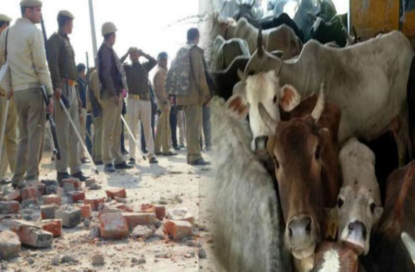 Govansh Remnants स्कूल और अस्पताल में बंद गोवंश को मुक्त कराने पहुंचे पुलिसकर्मियों को ग्रामीणों ने दौड़ाया, पथराव