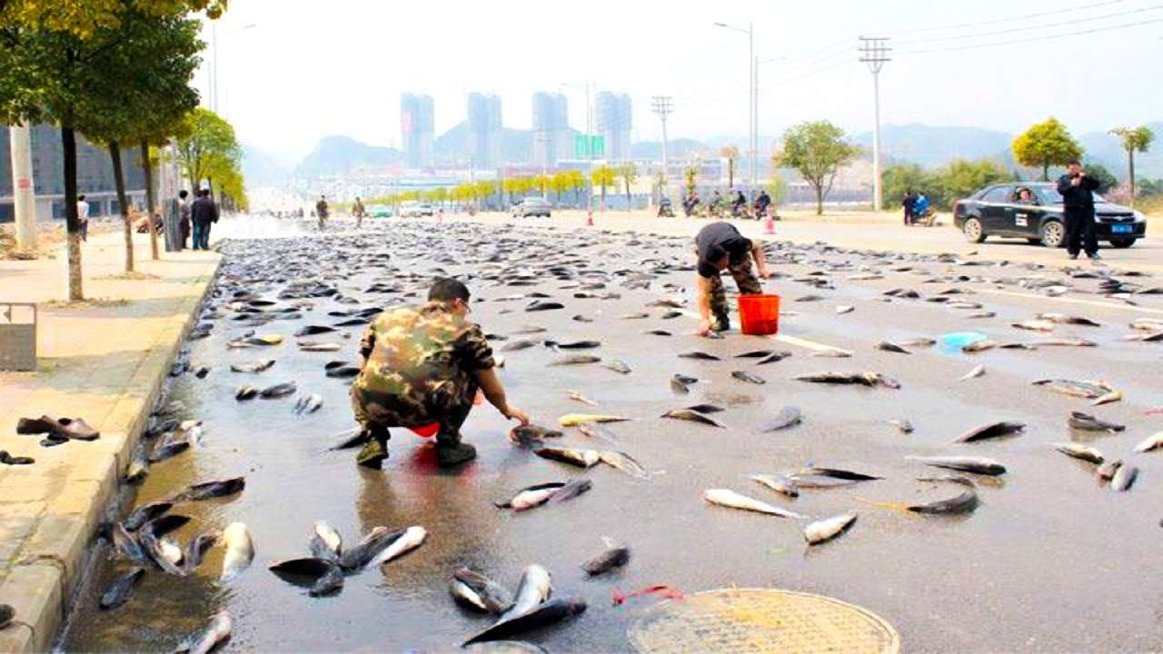 Rain Of Fish In Honduras भ ख स तड पत ल ग क बच न क ल ए यह भगव न करव न लग थ मछल य क ब र श स ल स ल ग कर रह ह इस सच क स मन