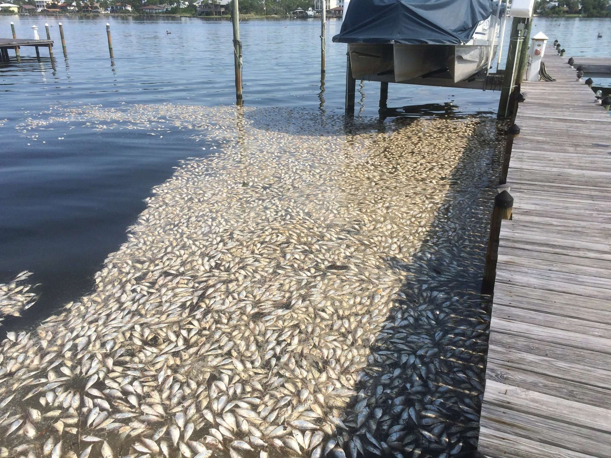 Rain Of Fish In Honduras भ ख स तड पत ल ग क बच न क ल ए यह भगव न करव न लग थ मछल य क ब र श स ल स ल ग कर रह ह इस सच क स मन