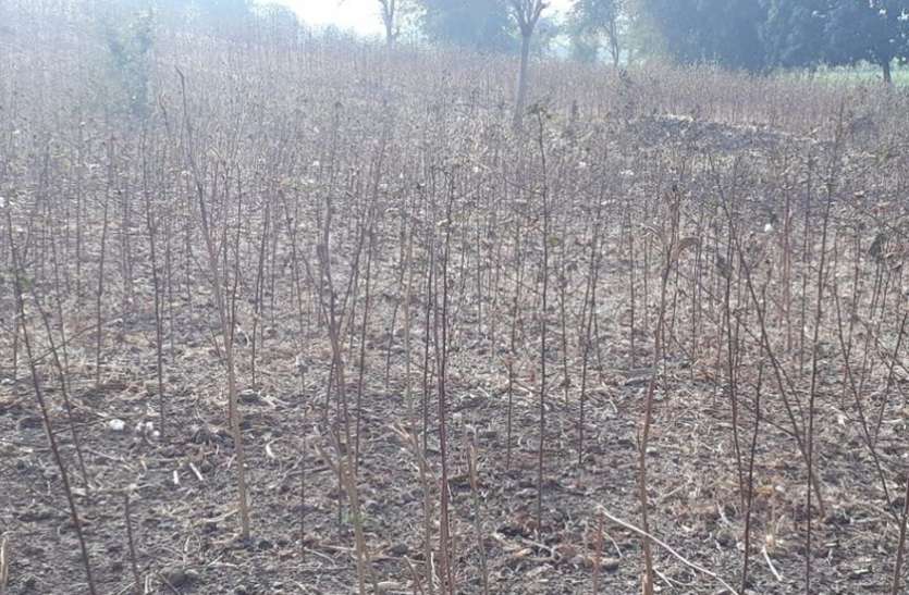 bsw बांसवाड़ा : फसलें पड़ी काली-पीली, किसान मायूस