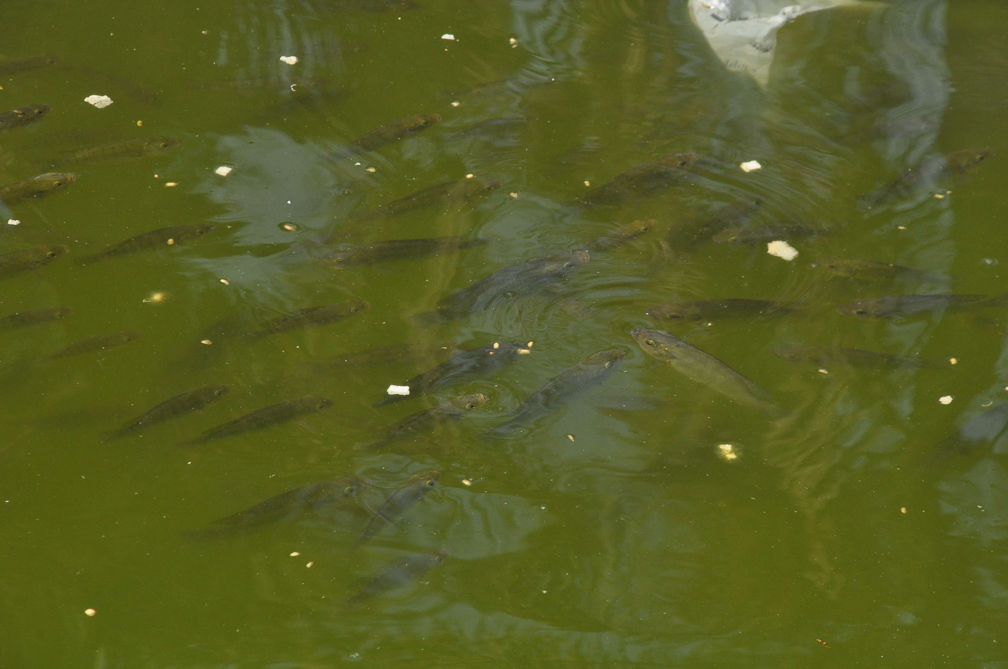 fish fish