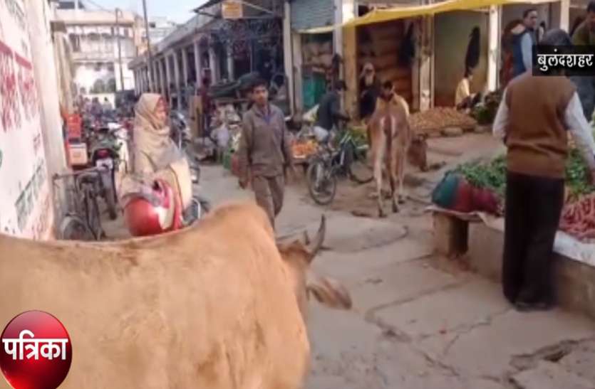bulandshahr पत्रिका ग्राउंड रिपोर्टः योगी सरकार की पहल के बाद भी सड़कों आैर खेतों में खुले घूम रहे गोवंश, देखें वीडियो-