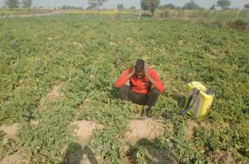 Increase in number of potato farmers आलू ने पिछले वर्ष किया कई किसानों को बर्बाद, इसके बाद भी आलू करने वाले किसानों की संख्या में हुई बढ़ोत्तरी, जानिये कारण