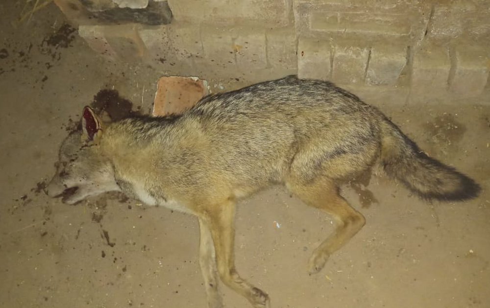 Panna National Park ज गल स न कल स य र न भ षण ठ ड म द ल य गर म क एहस स अल व त प रह ग र म ण पर क य हमल त क त त न उस उत र म त क घ ट